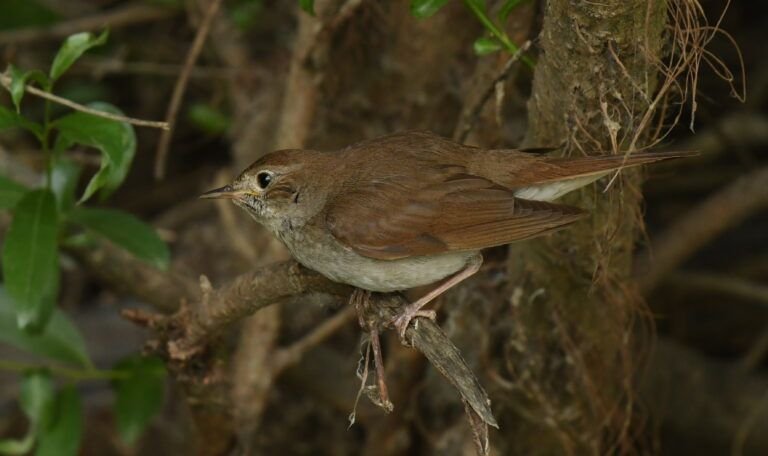 luscinia luscinia