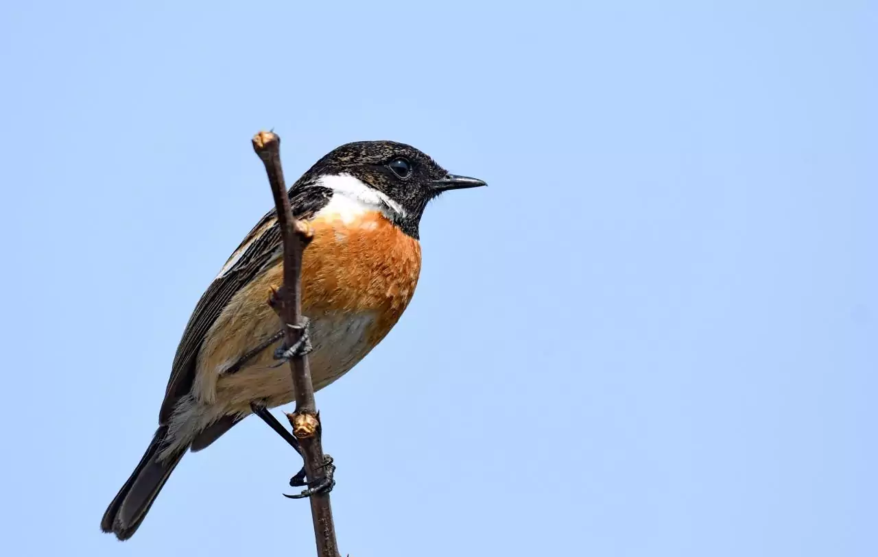 Saxicola rubicola