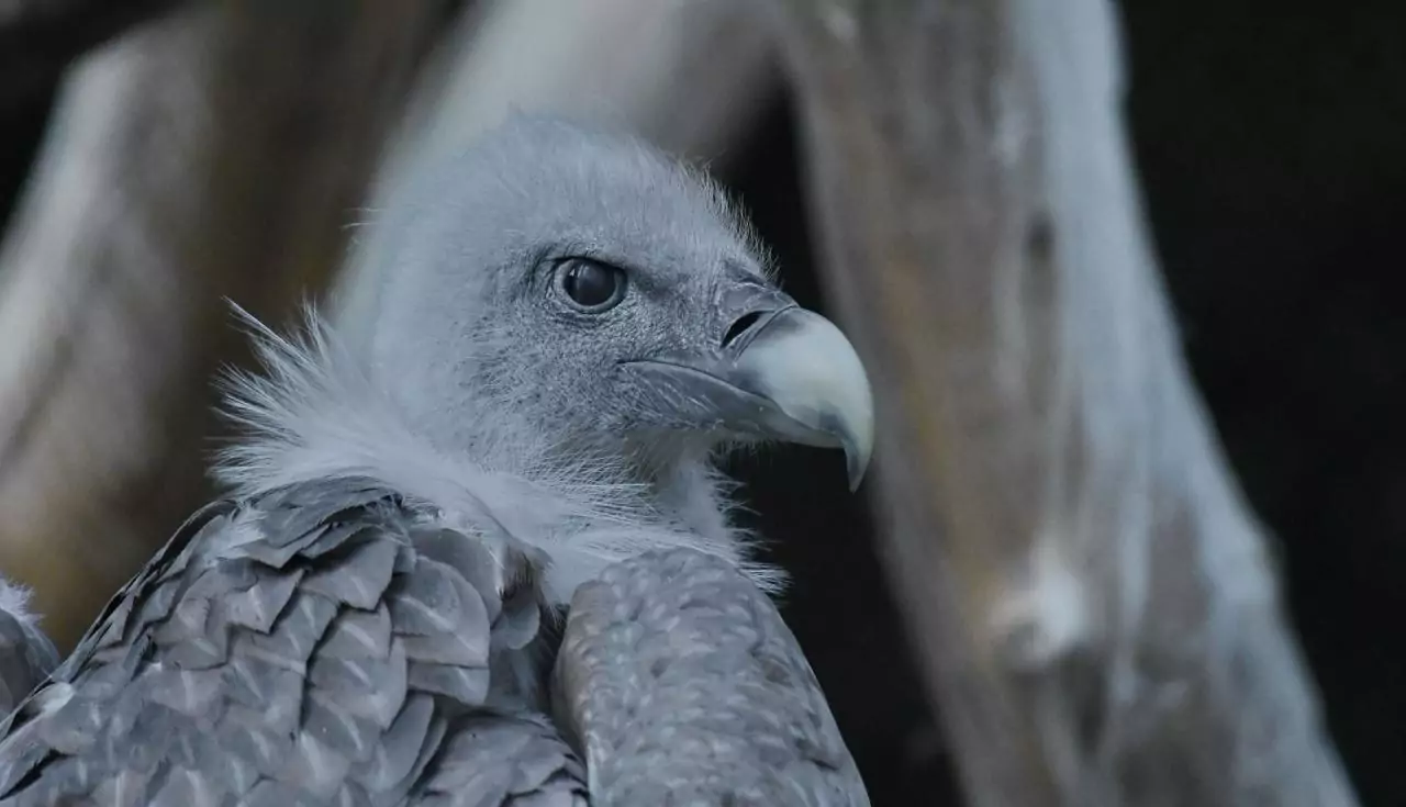 Gyps fulv