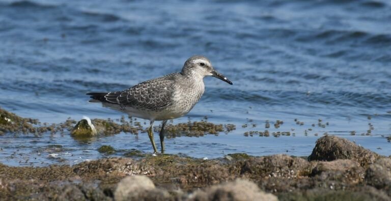 calidris canutus