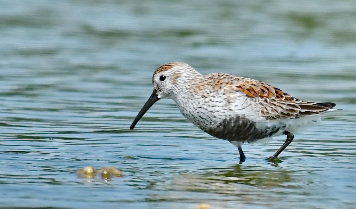 Calidris alpina