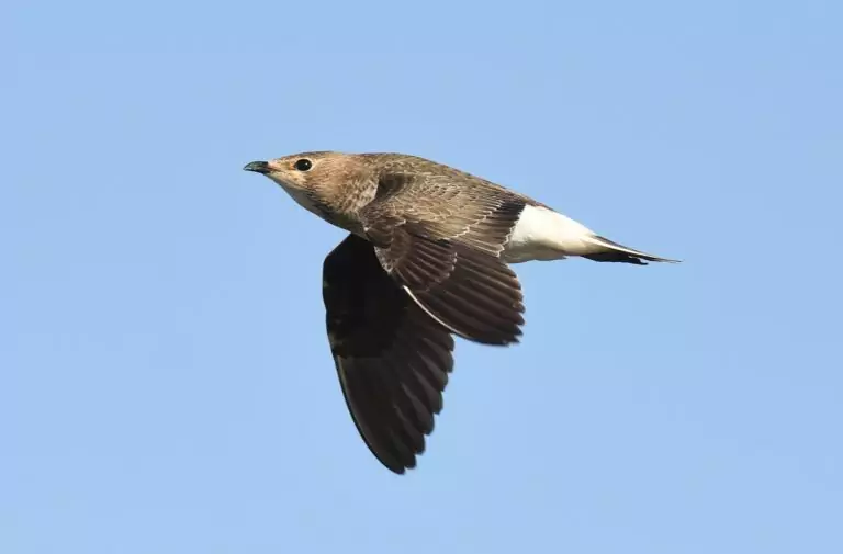 glareola nordmanii
