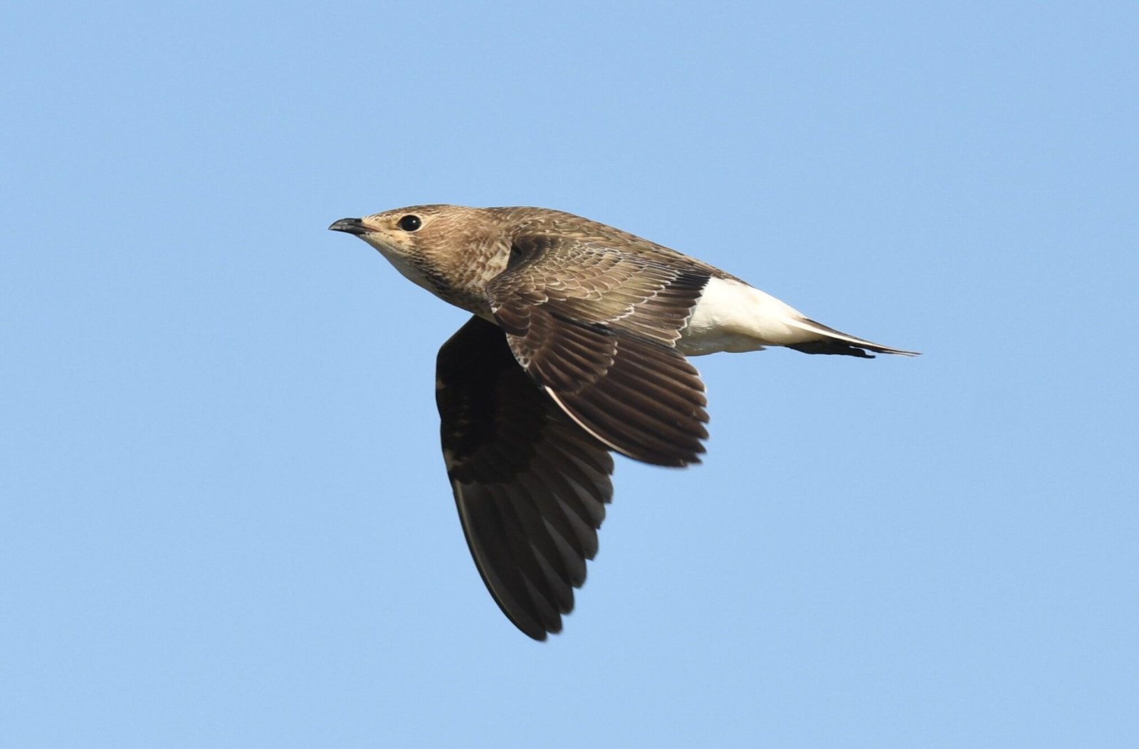 Black-winged pratincole (Glareola nordmanii)