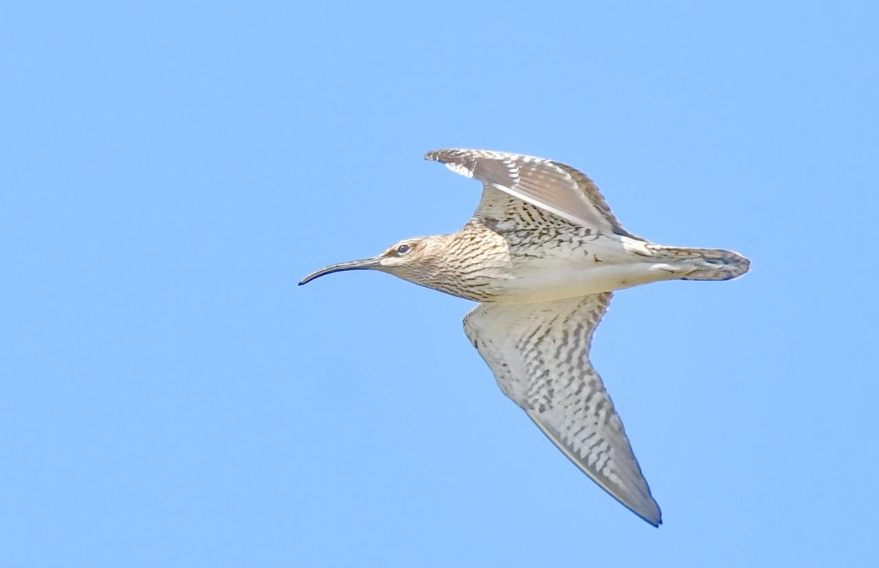 Numenius phaeopus