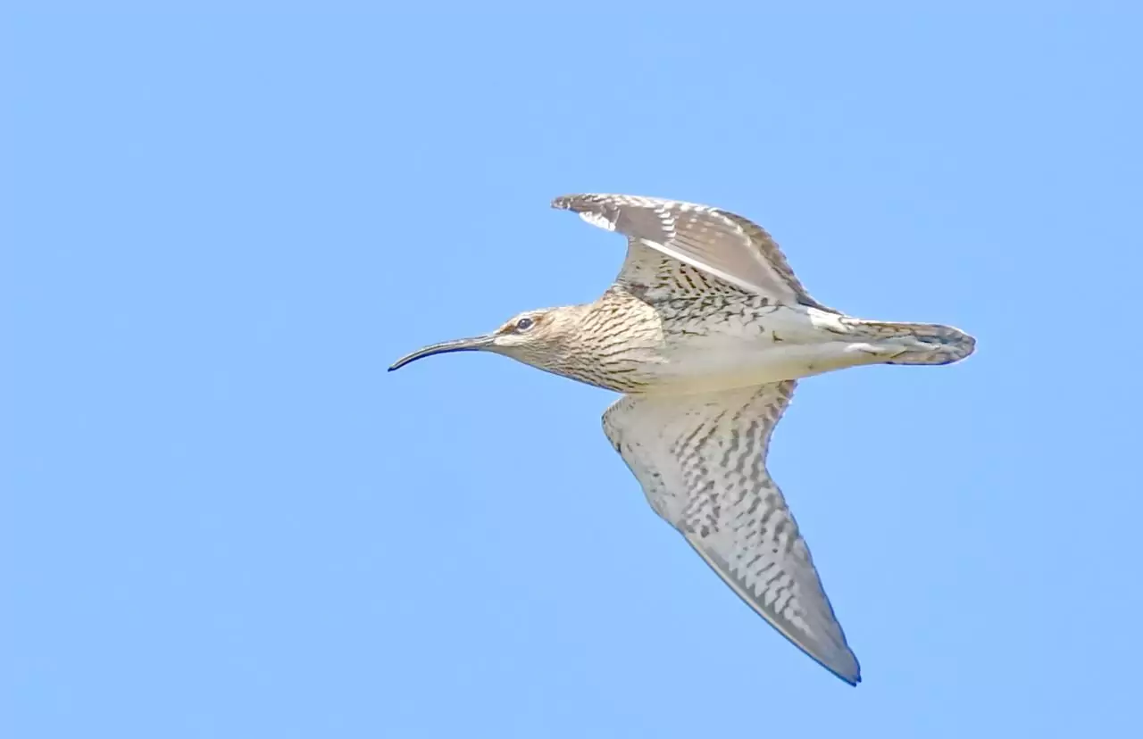 Numenius phaeopus