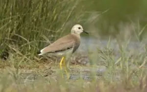 vanellus chettusia