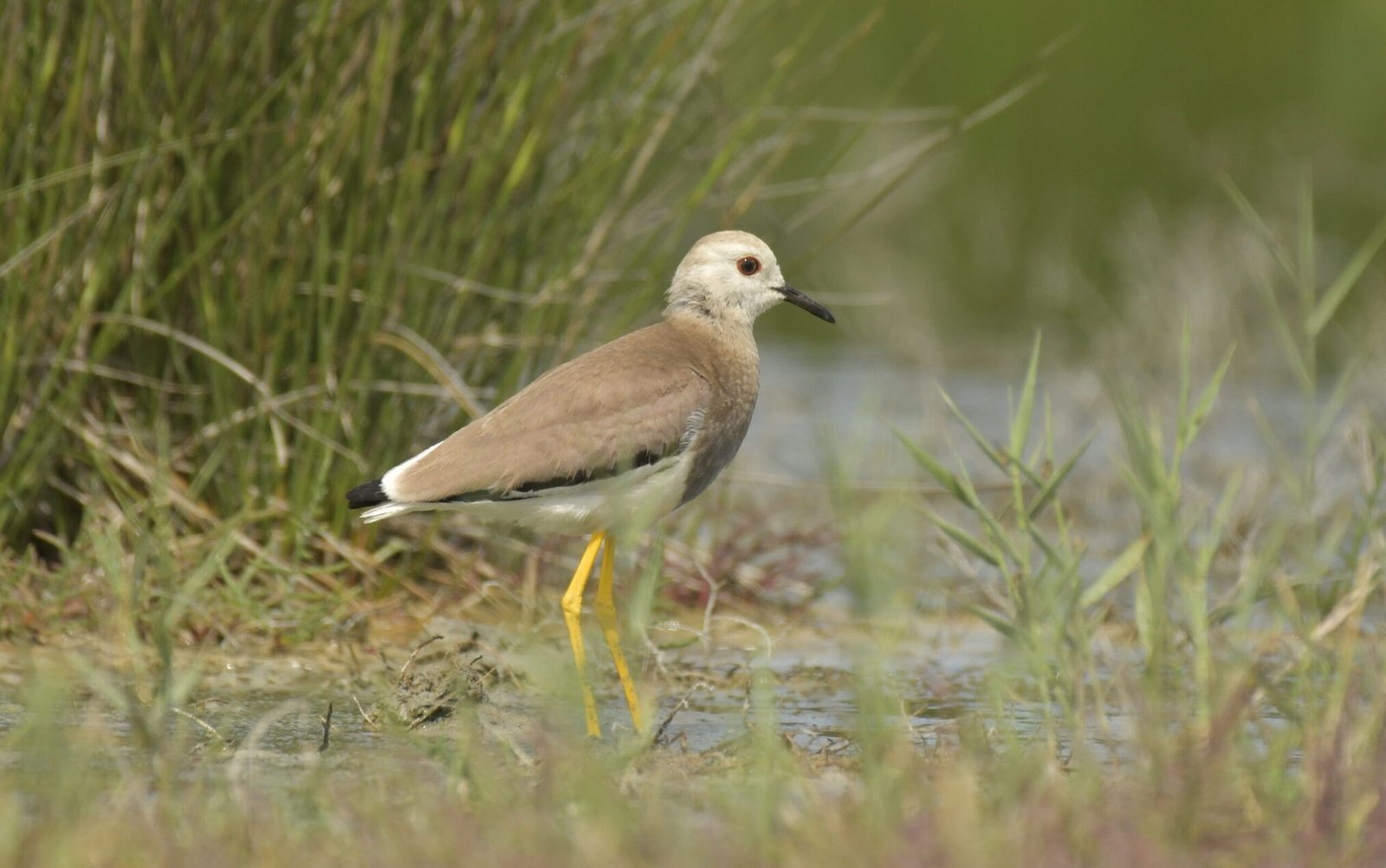 White-tailed lapwing (Vanellus leucurus)
