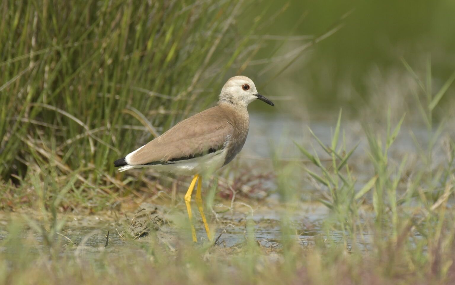 vanellus leucura