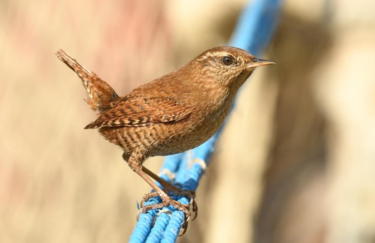 Troglodytes troglodytes