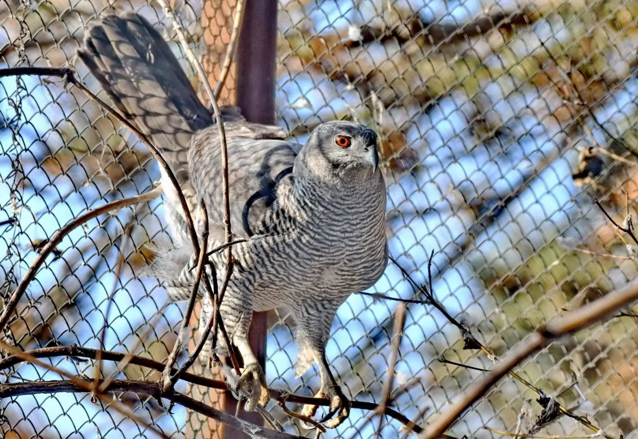 accipiter gentilis