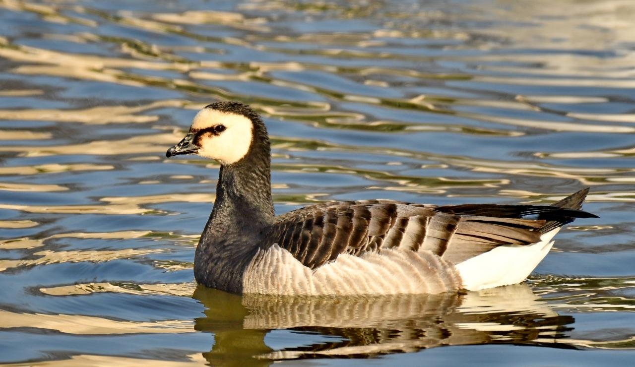 Branta leucopsis