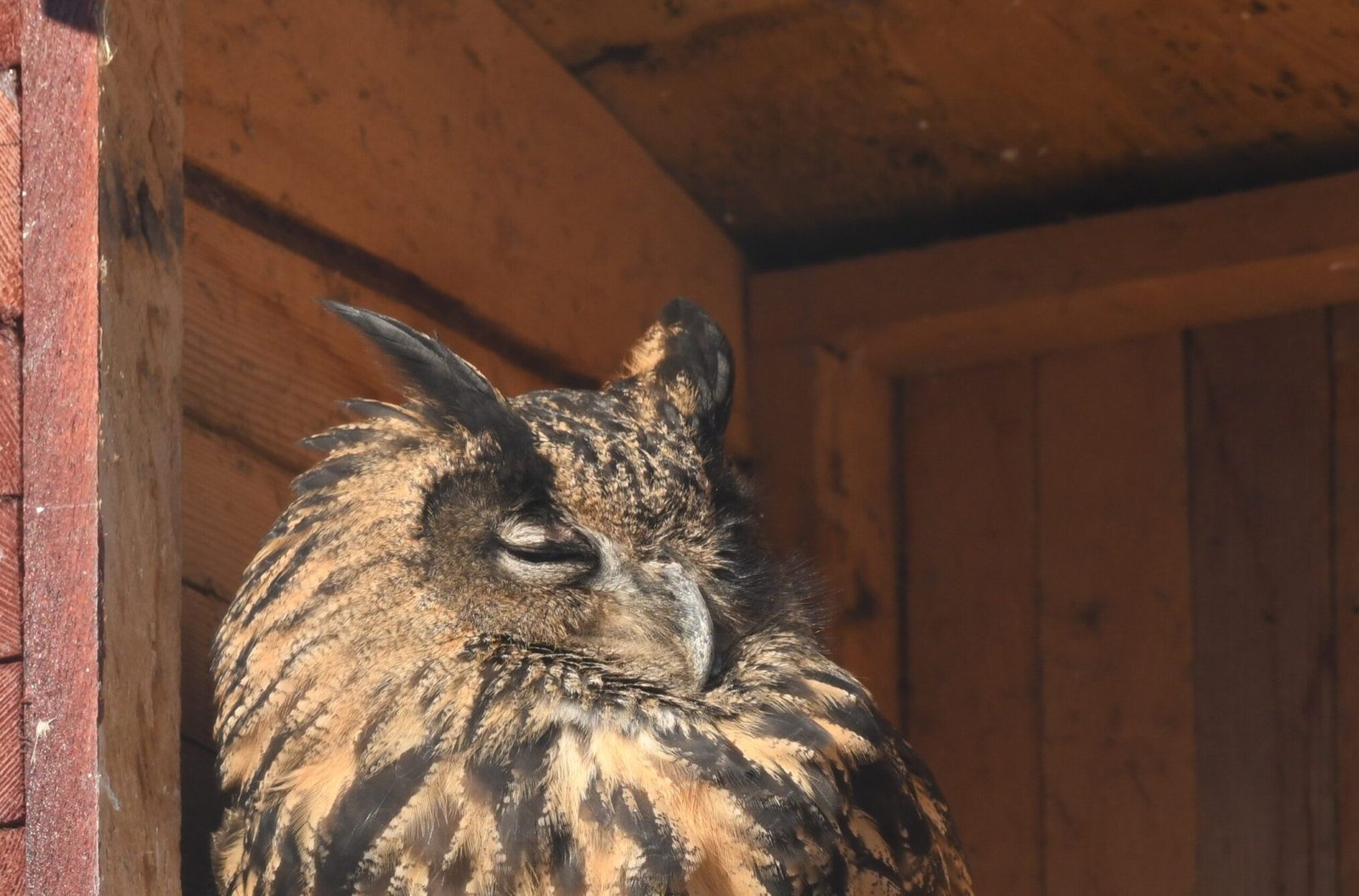 Eurasian eagle-owl – (Bubo bubo)