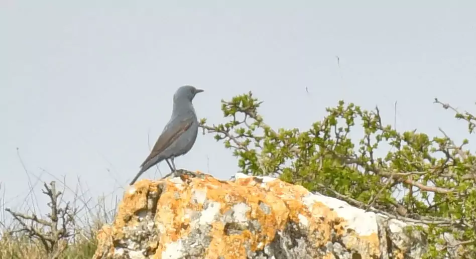 monticola solitarius