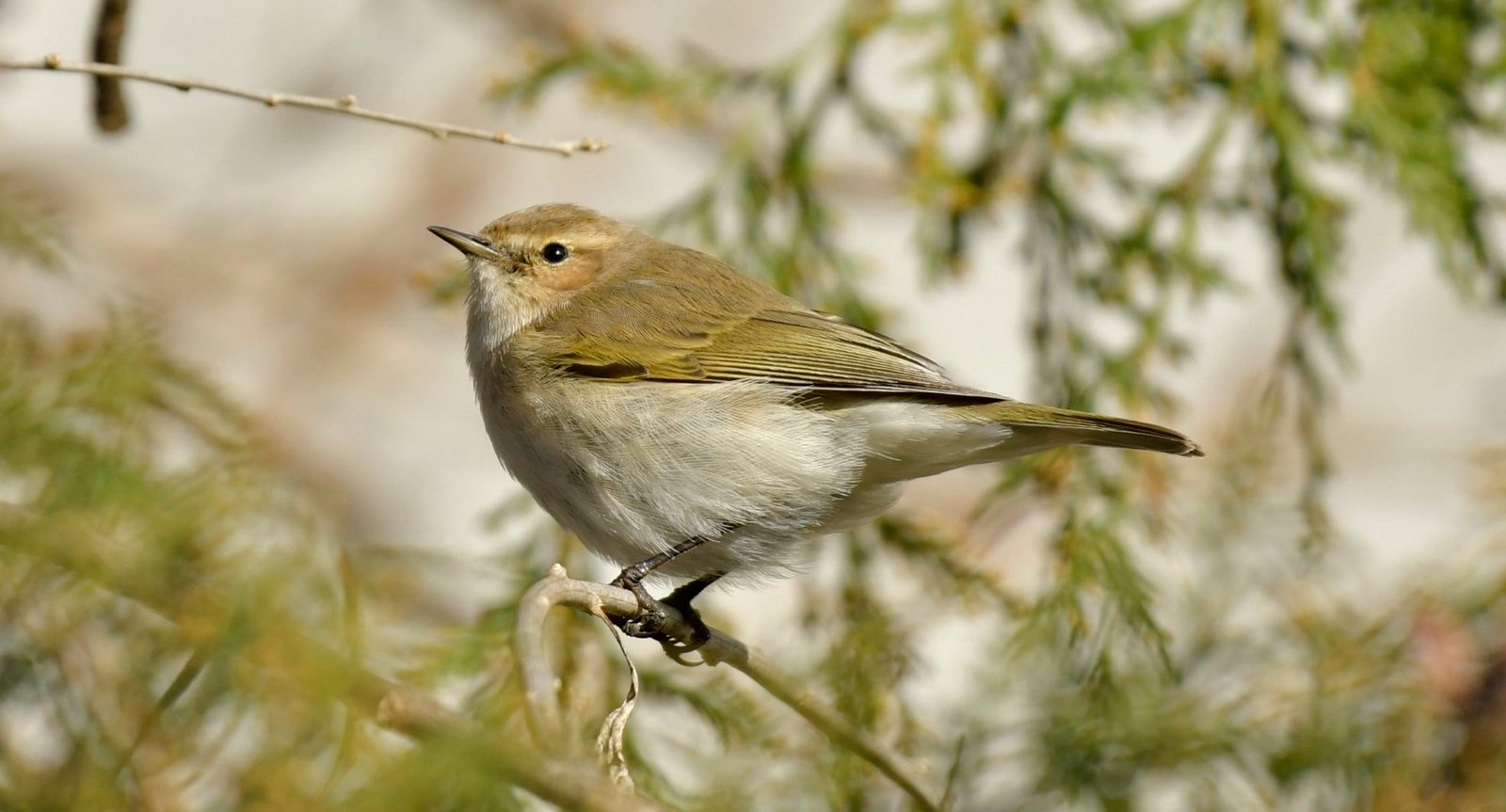 Siberian chiffchaff  (Philloscopus tristis)