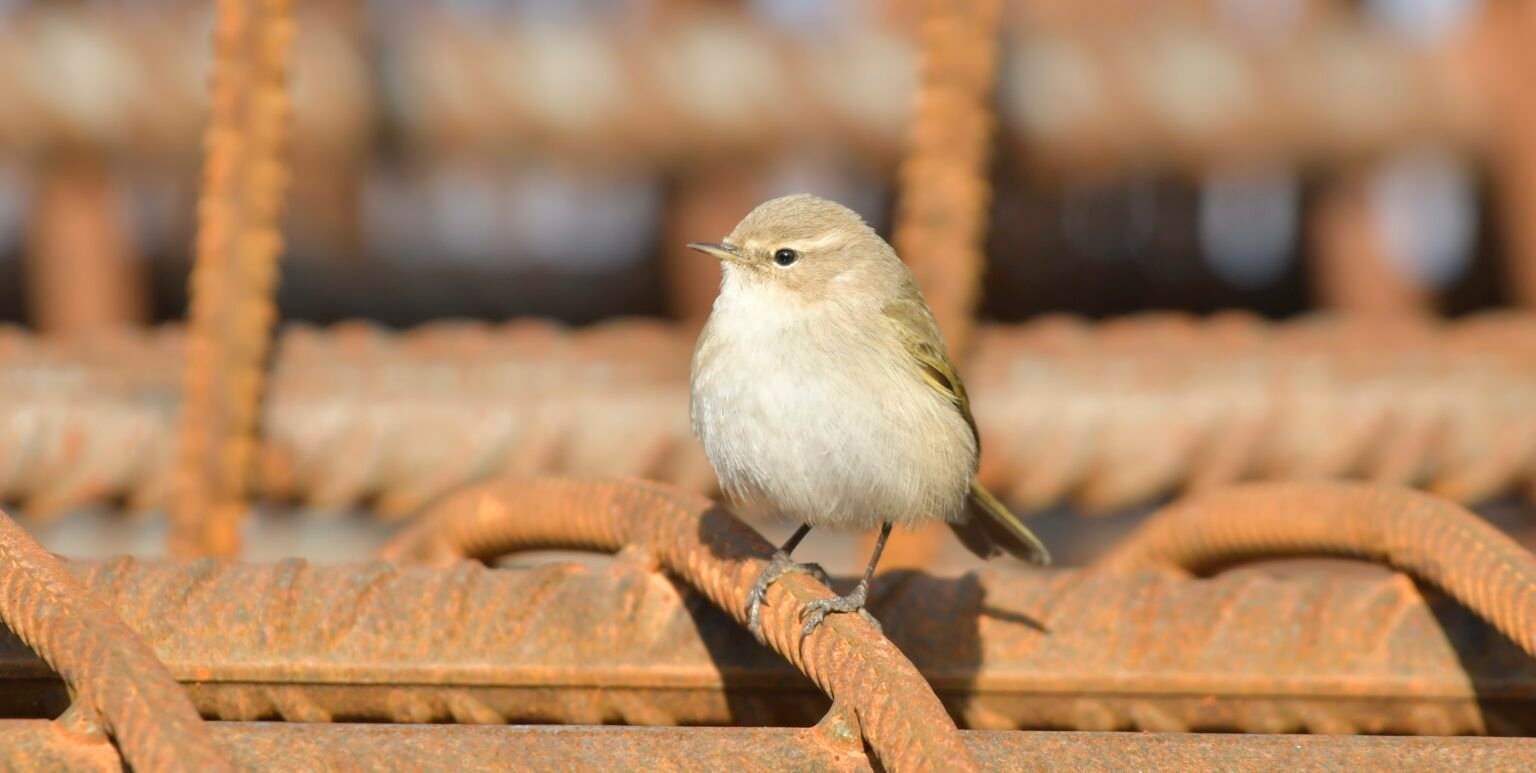 phylloscopus tristis