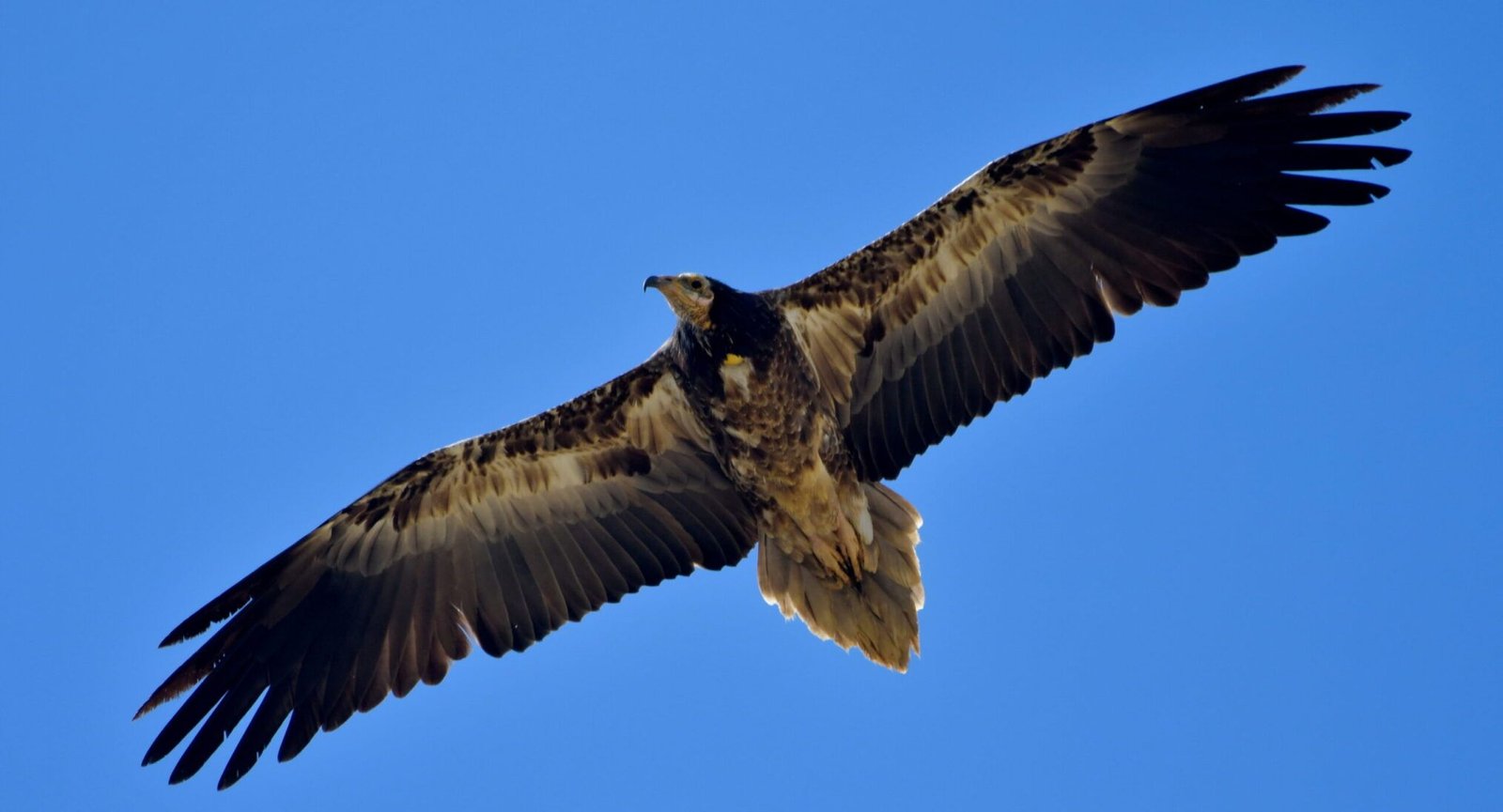 Egyptian vulture (Neophron percnopterus)