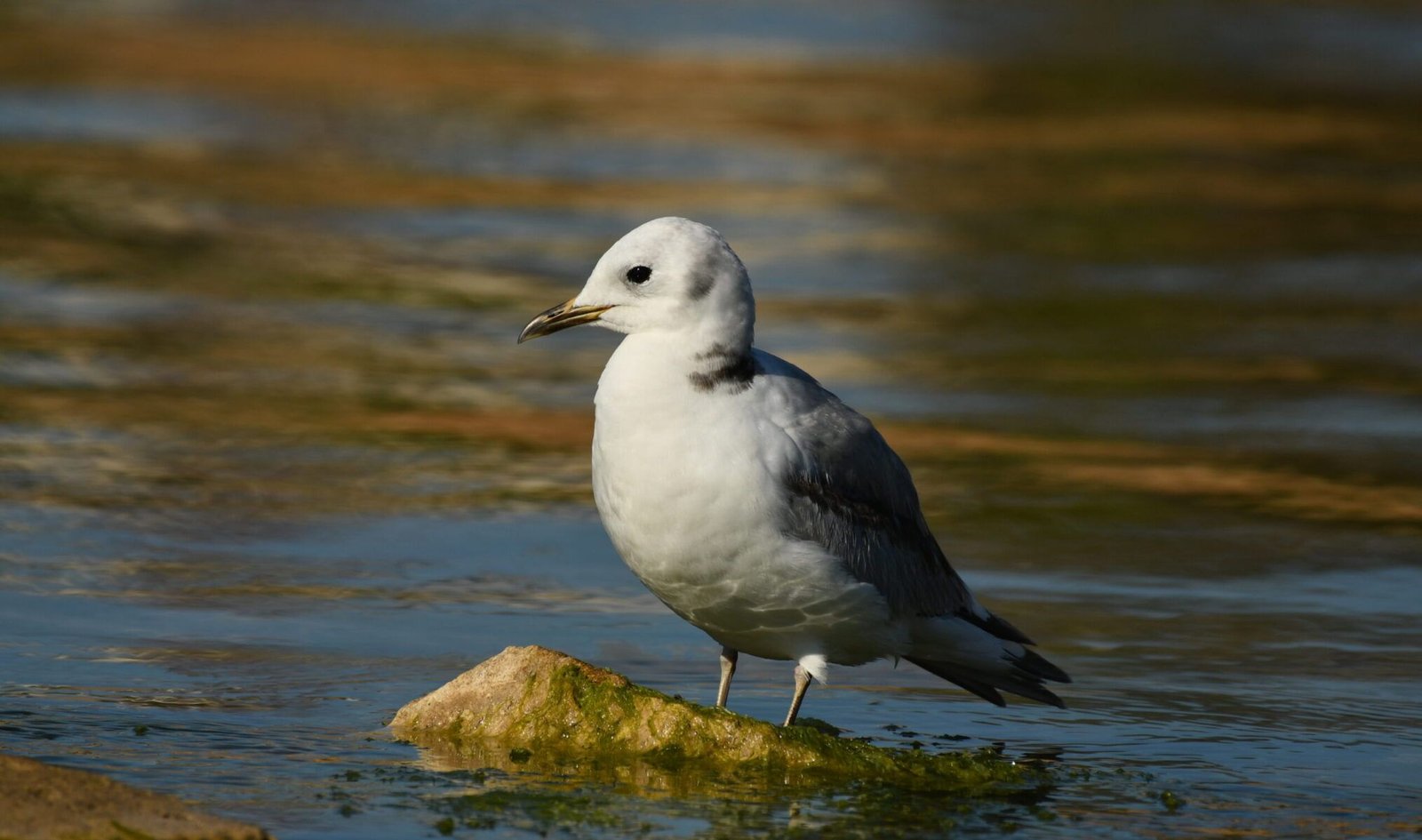 Black-legged kittiwake (Rissa trydactila)