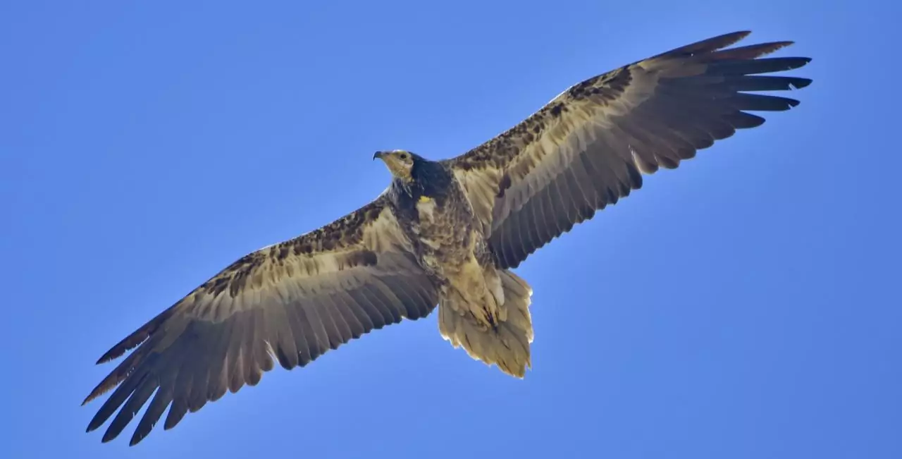 Neophron percnopterus