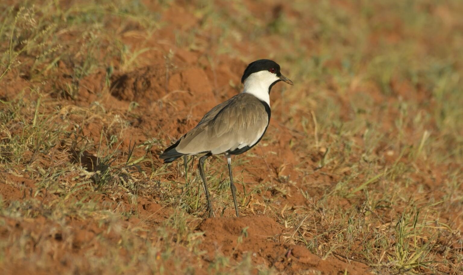 vanellus spinosus