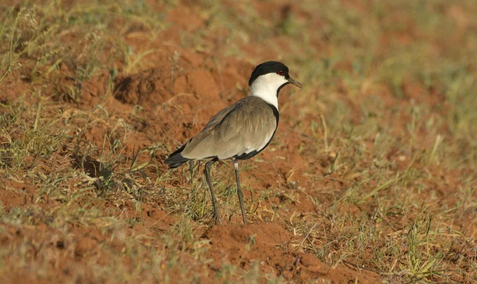 Spur-winged lapwing – (Vanellus spinosus)