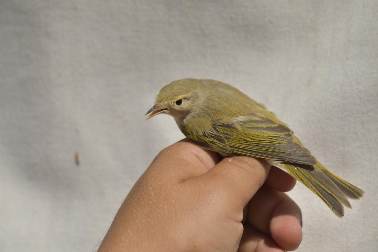 Phylloscopus bonelli