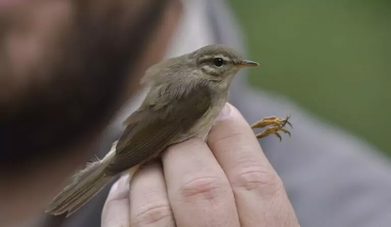 phylloscopus fuscatus