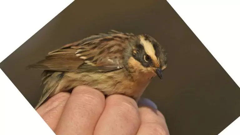 brumarita siberiana