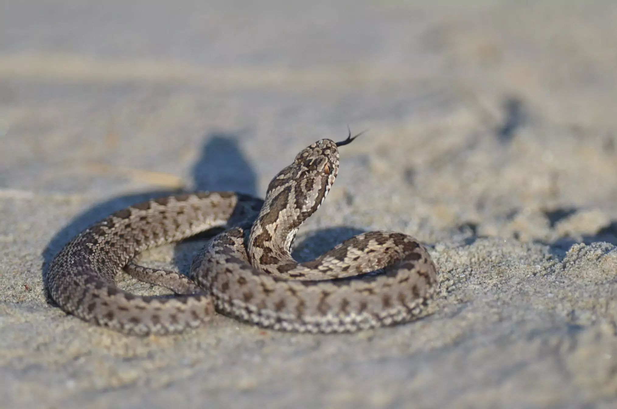 snake