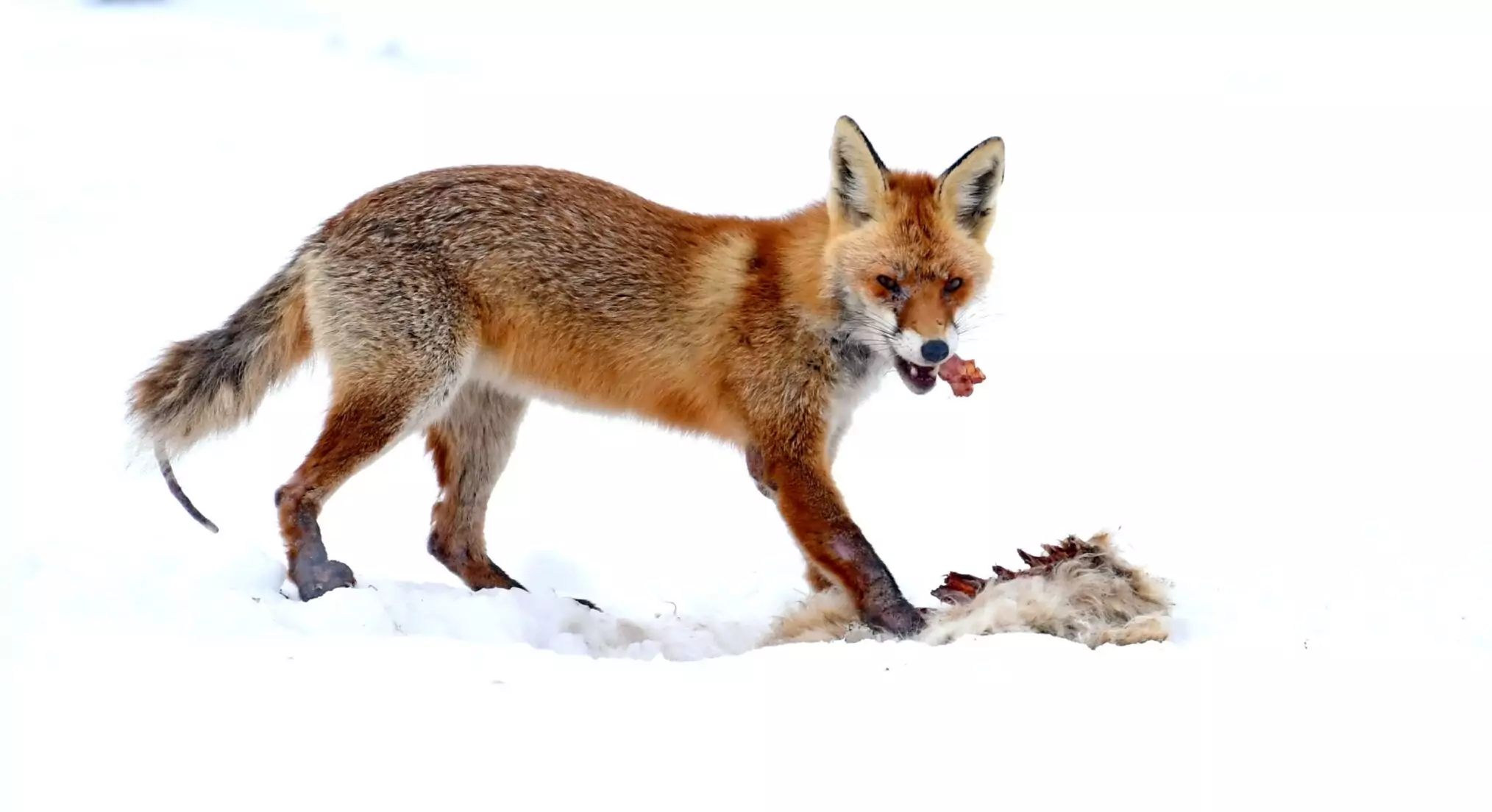 fox