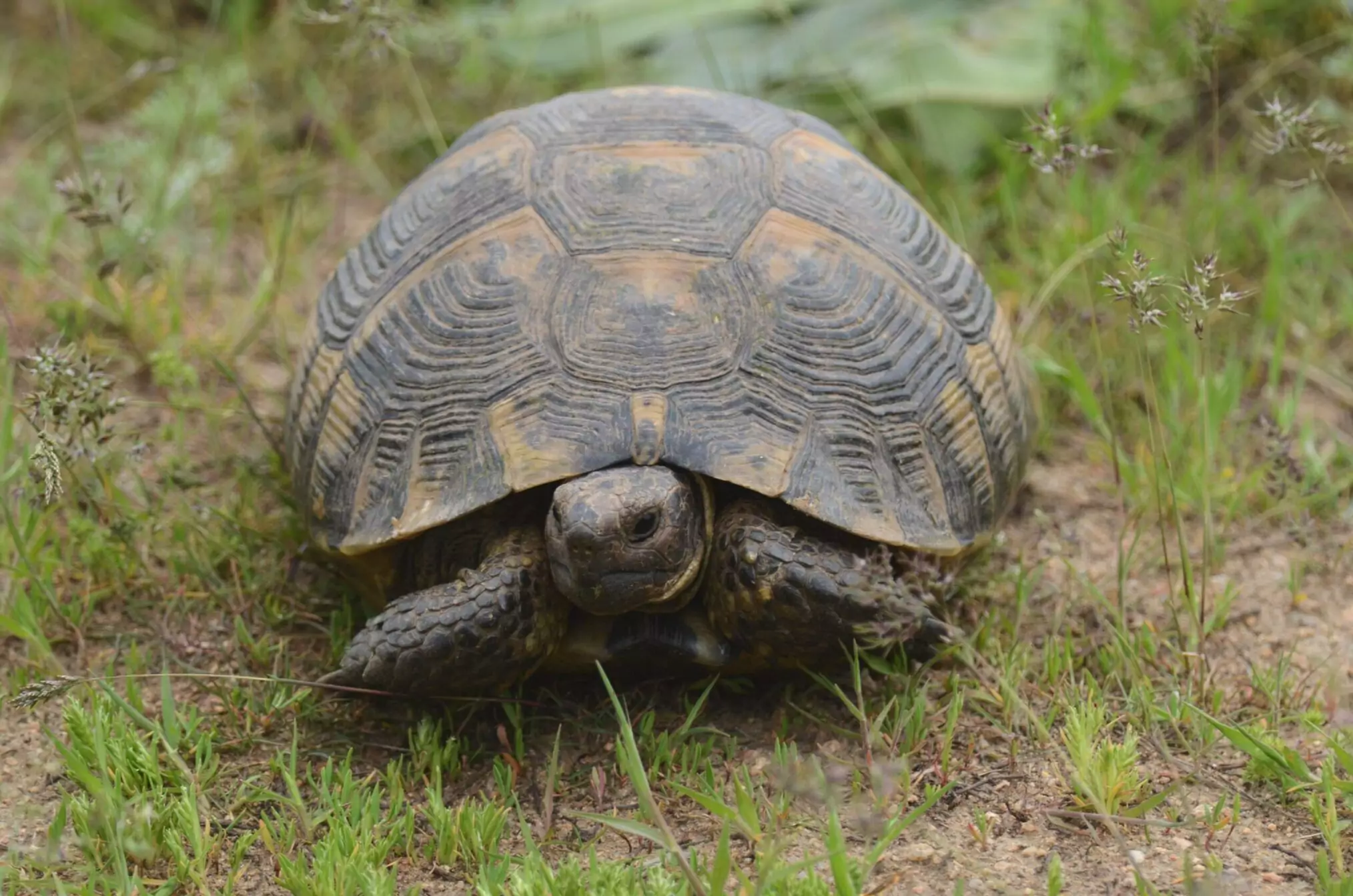 testudo graeca