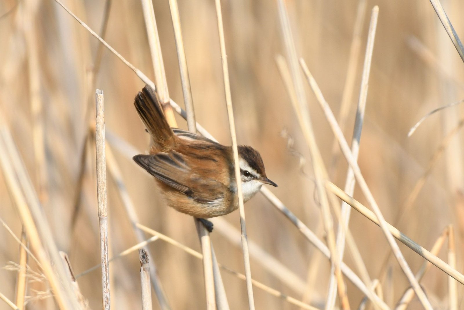 Moustached warbler (Acrocephalus melanopogon)