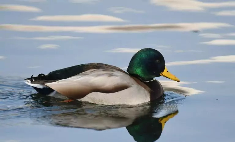 Anas platyrhynchos
