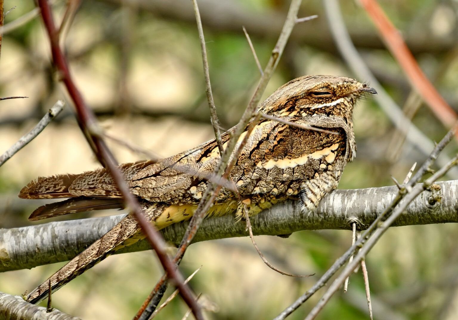 Caprimulgus europaeus