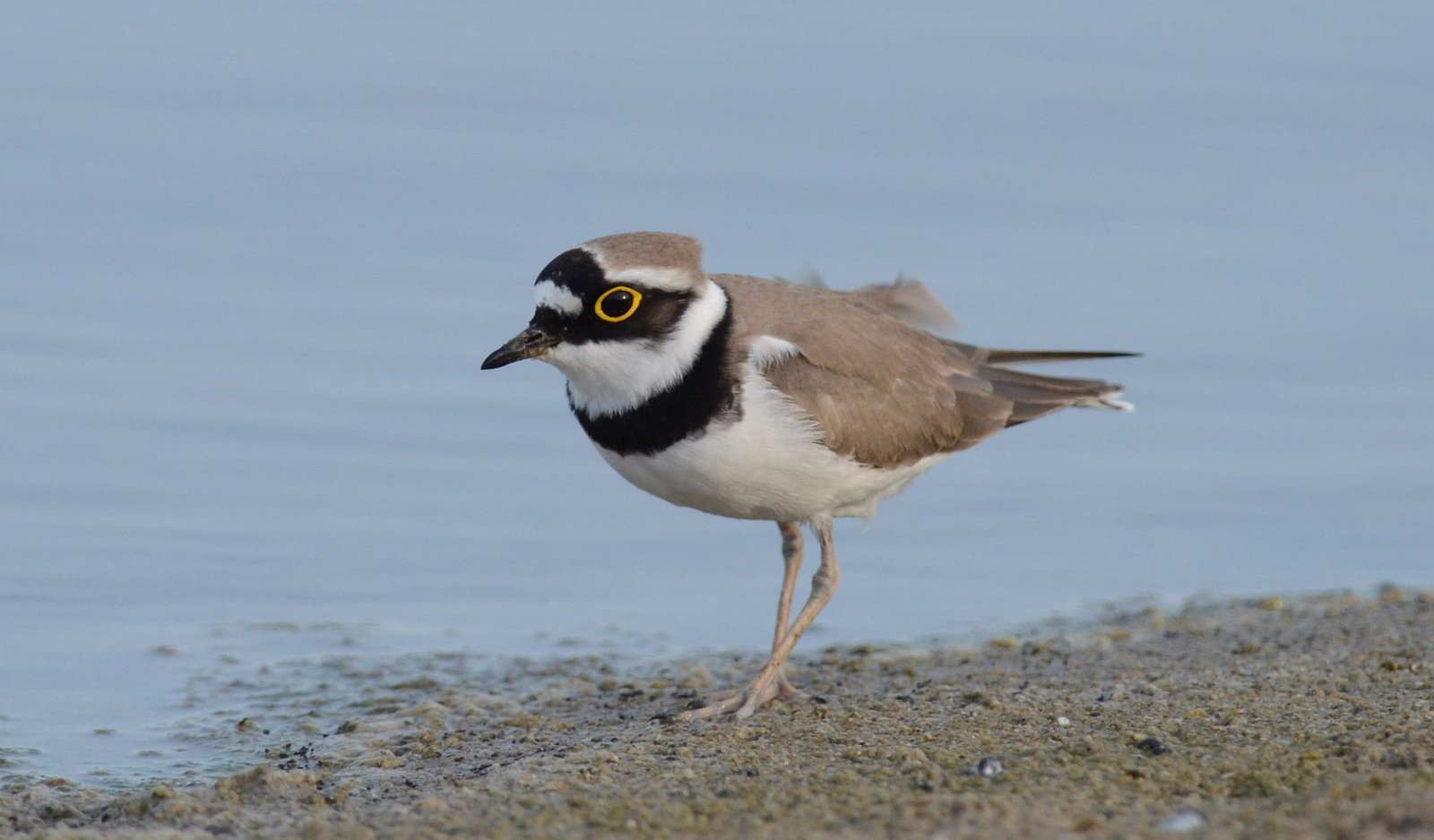 Little Ringed Plover (Charadrius dubius)