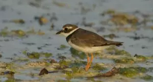 charadrius hiaticula