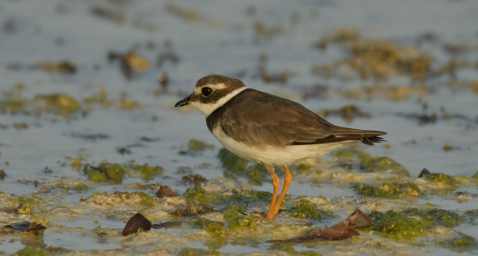 Common ringed plover (Charadrius hiaticula)