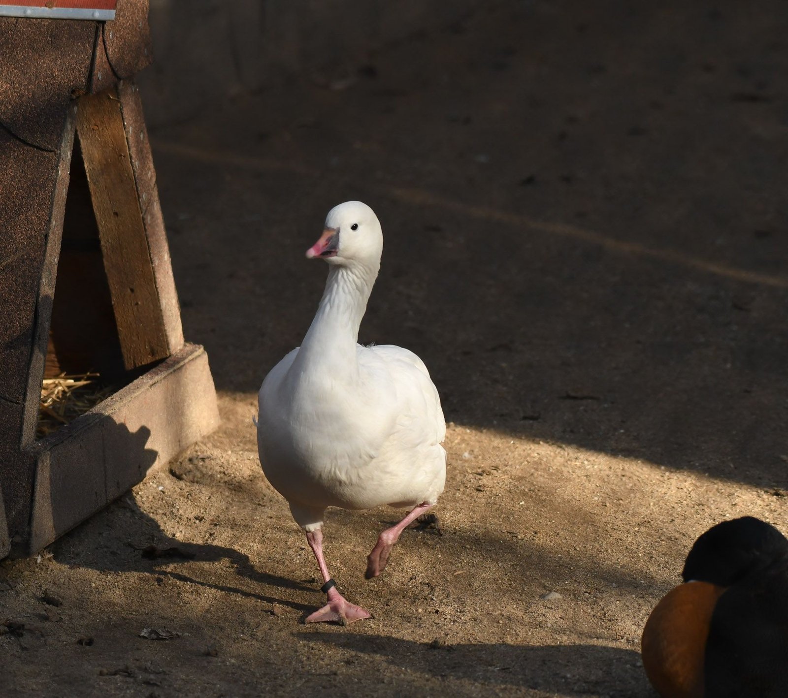 Snow goose  (Chen caerulescens)