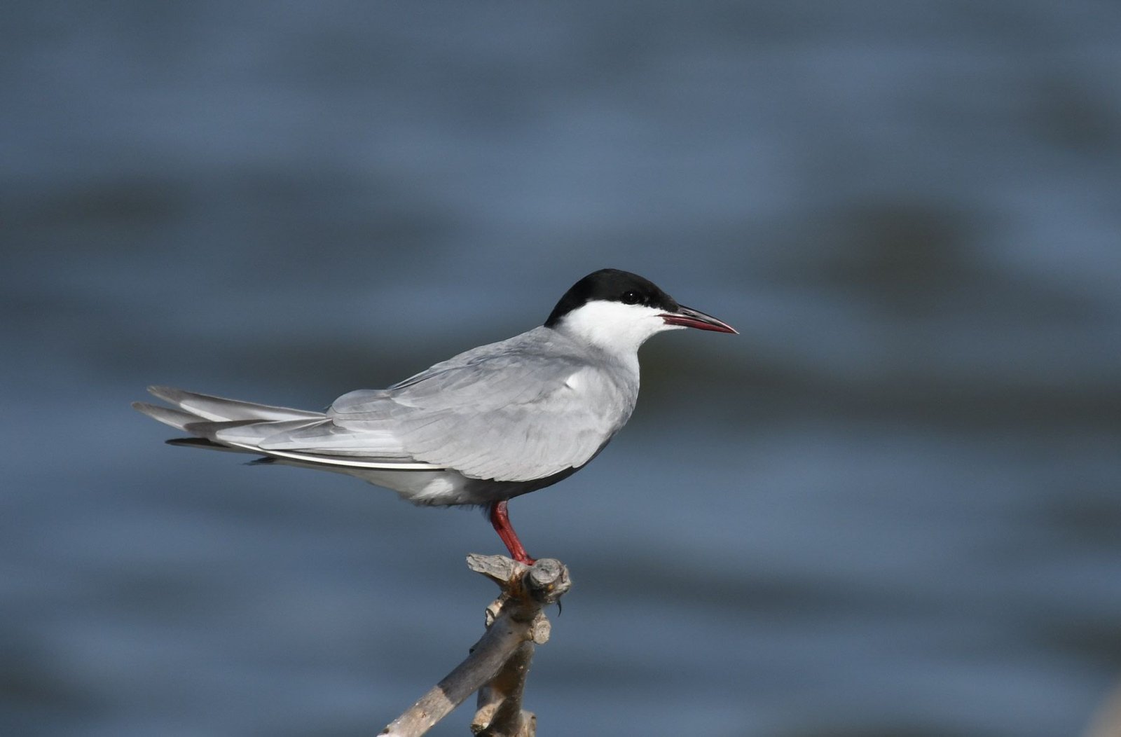 Whiskered Tern (Chlidonias hybrida)