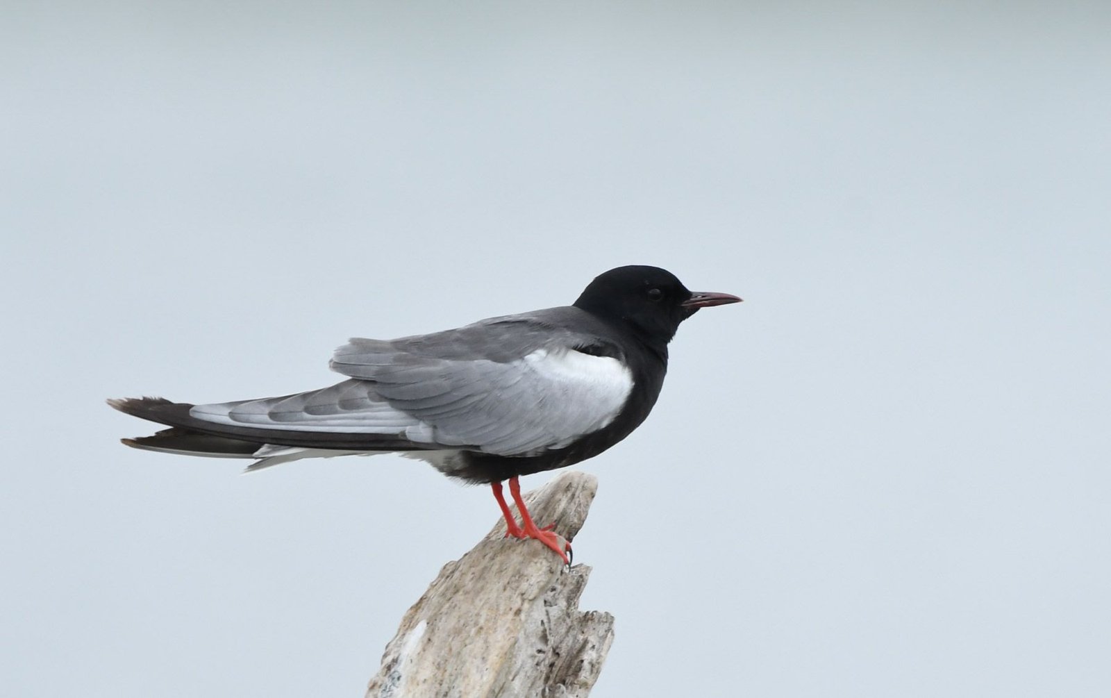 White winged tern (Chlidonias leucopterus)
