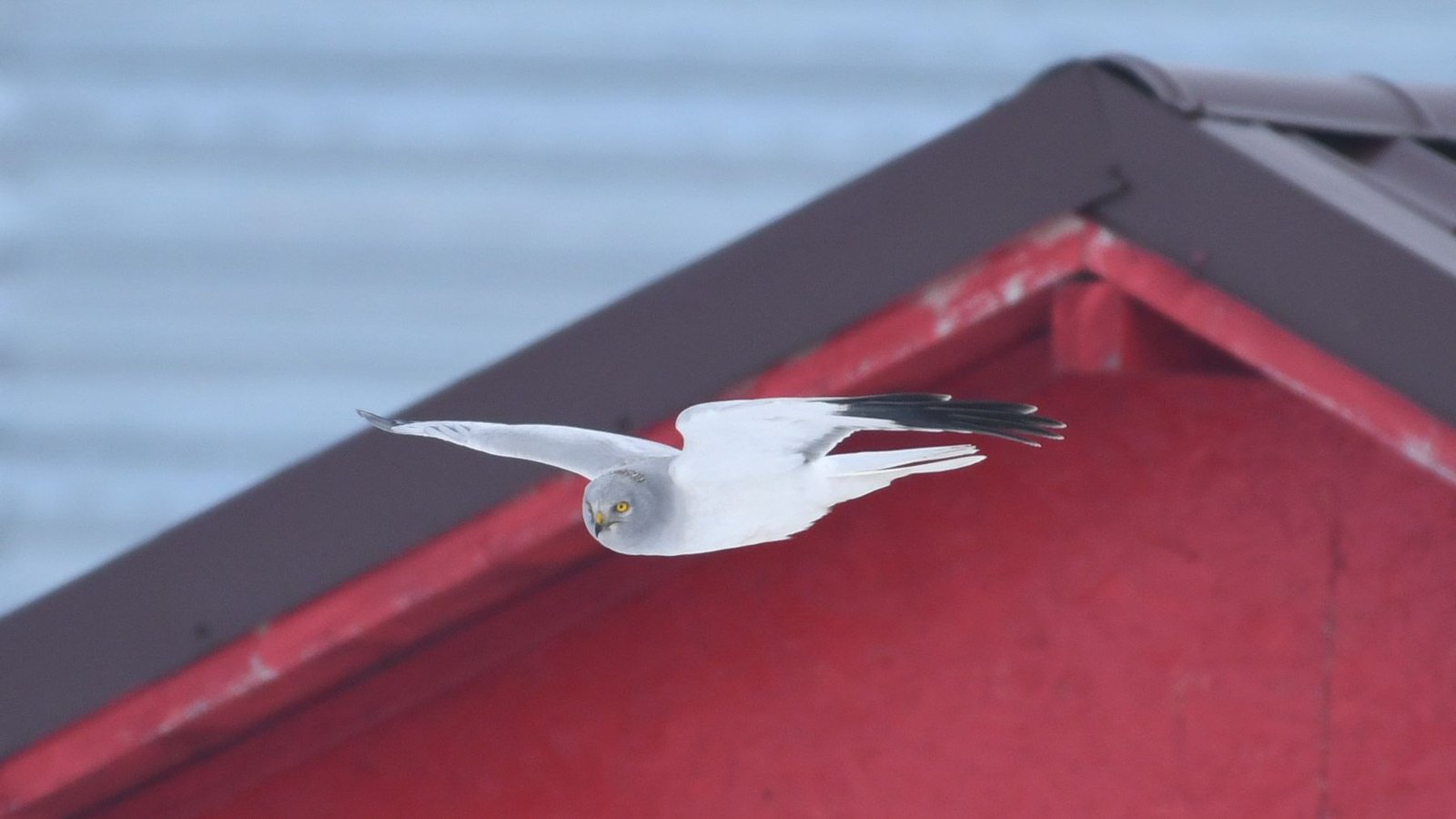 Hen Harrier (Circus cyaneus)