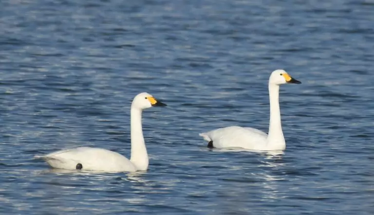 cygnus columbianus