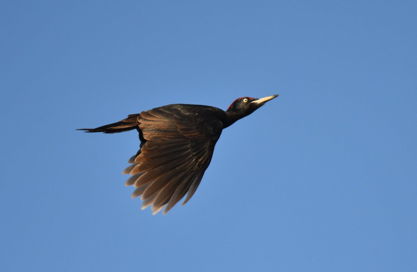 Black woodpecker (Driocopus martius)