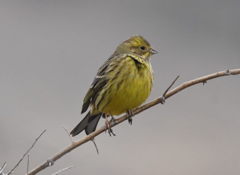 emberiza citrinella