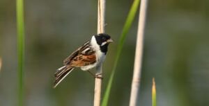 emberiza schoeniclus