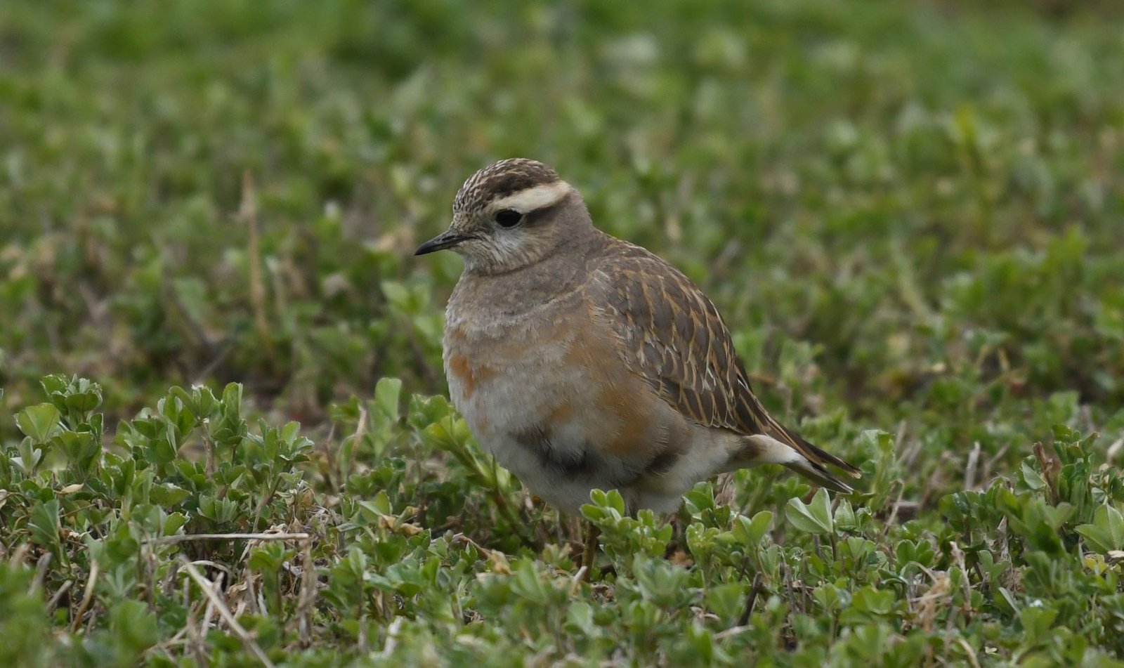 Eurasian dotterel (Eudromias morinellus)