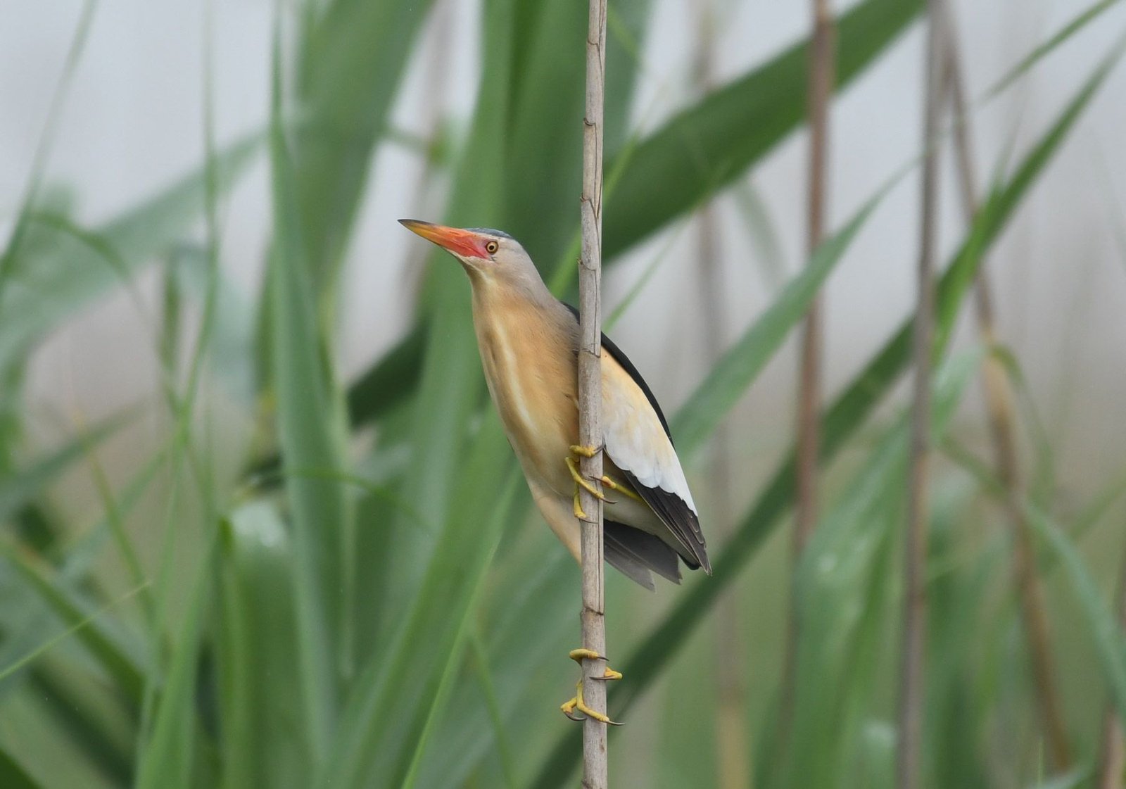 Little Bittern (Ixobrychus minutus)