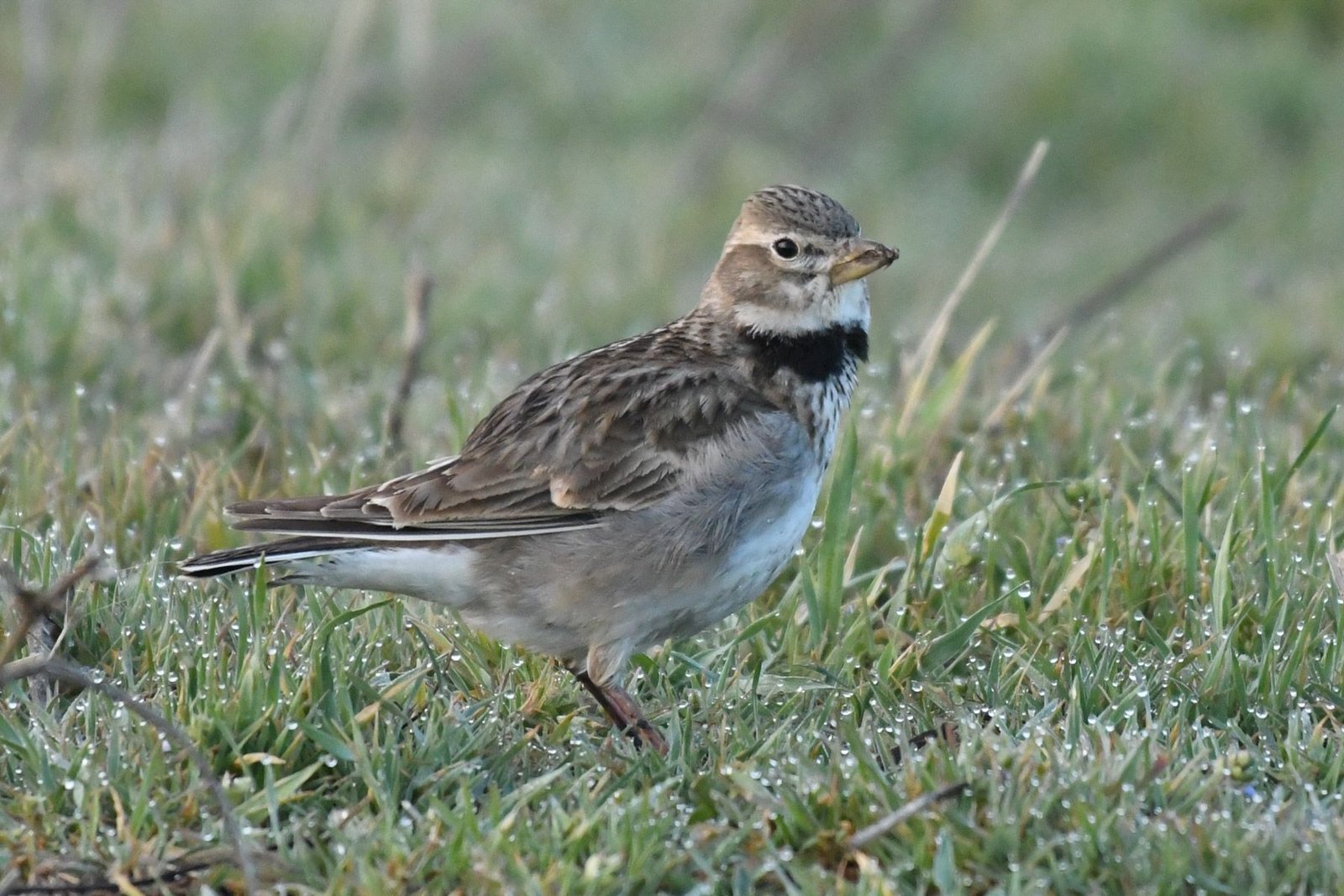 Calandra Lark (Melanocorypha calandra)
