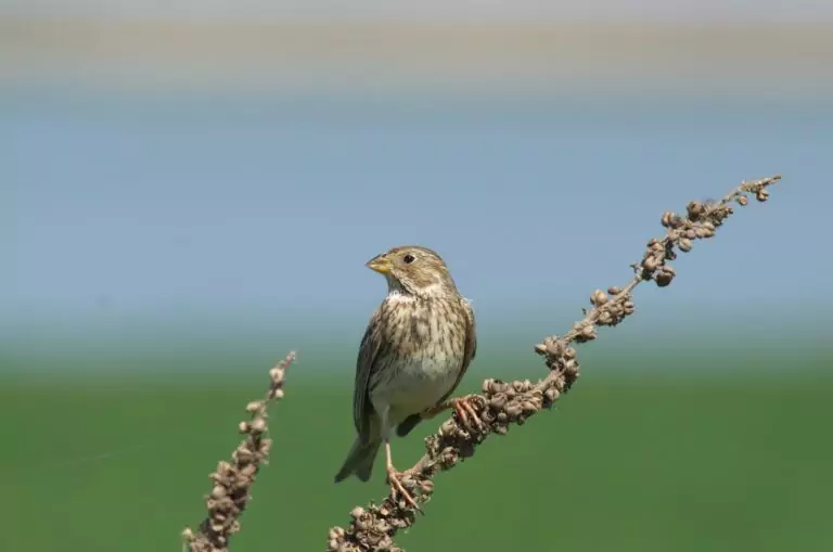 Miliaria calandra