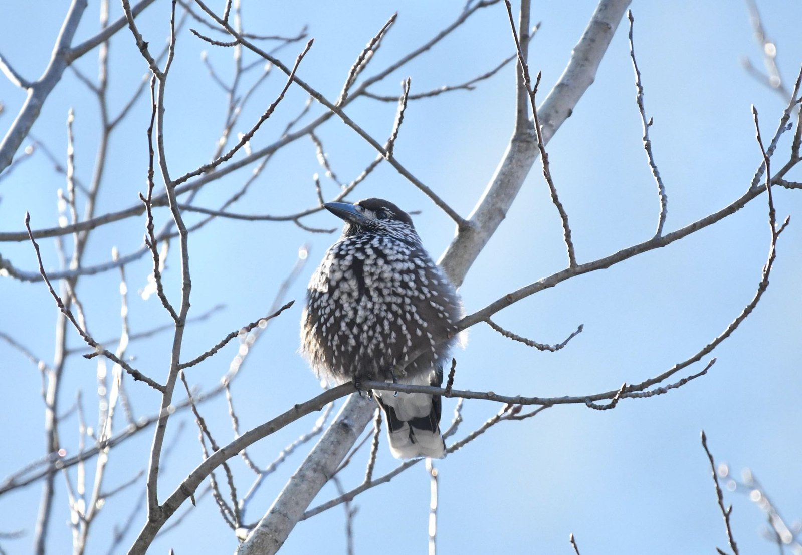 Spotted nutcracker (Nucifraga caryocatactes)
