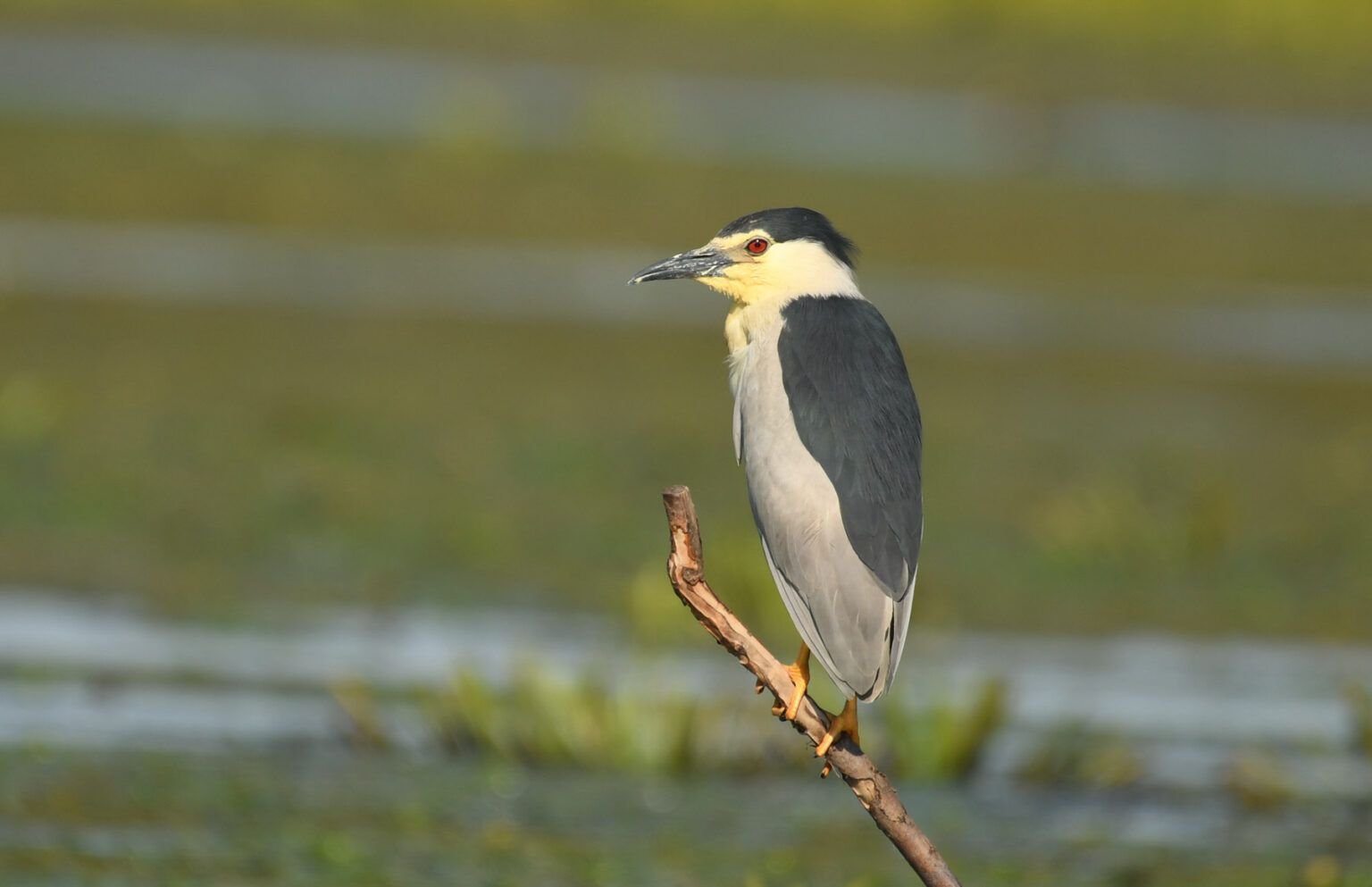 Nycticorax nycticorax